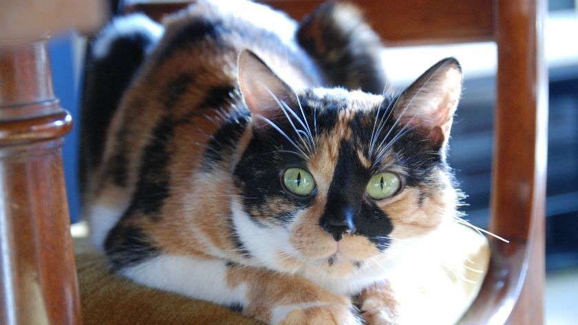 La mascotte SBE : Liloo