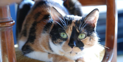 The SBE mascot: Liloo
