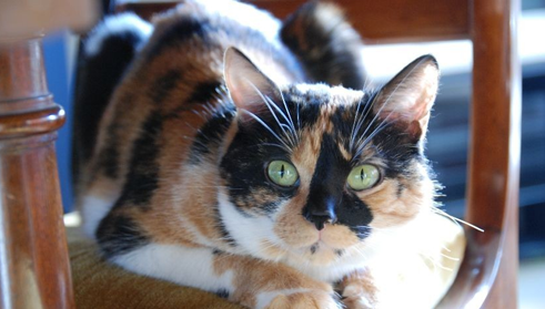 The SBE mascot: Liloo